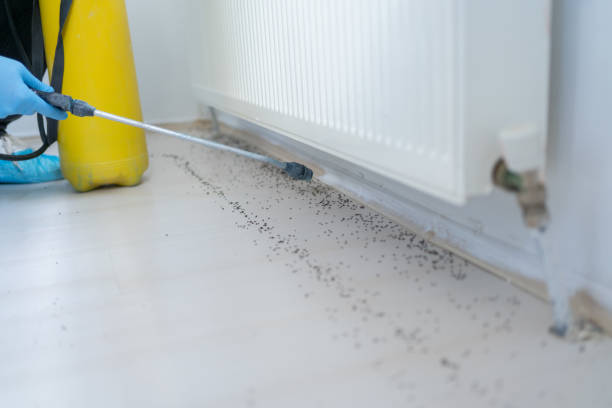 Reliable Netcong, NJ Pest Control Solutions